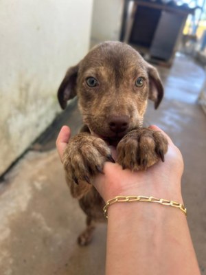 Prefeitura de Araguari reforça convite para adoção responsável de cães e gatos